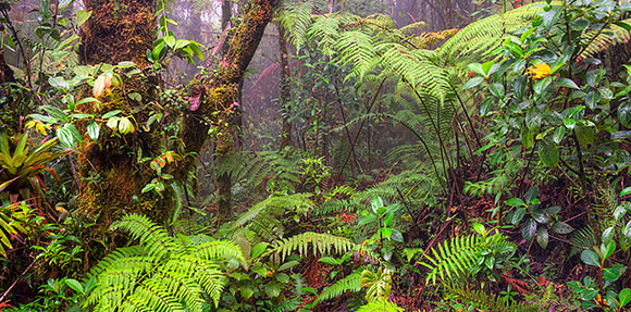 Un frondoso bosque verde lleno de muchos árboles.
