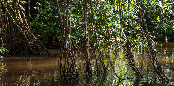 Un hombre en una canoa en un río rodeado de árboles.