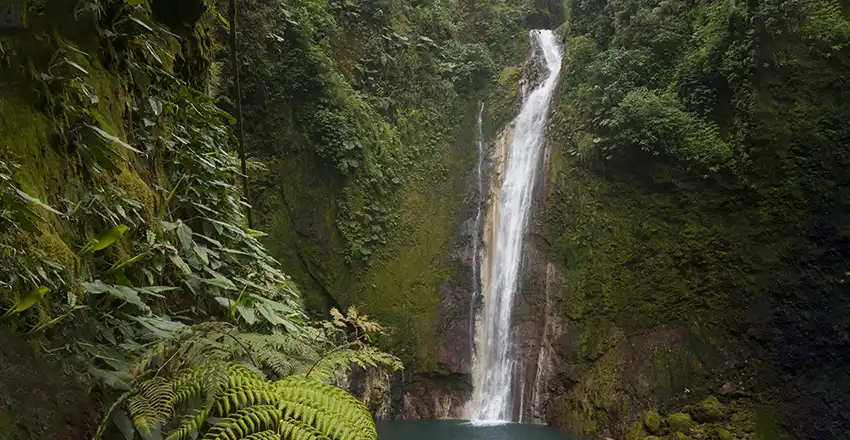 Una cascada en medio de un frondoso bosque verde.