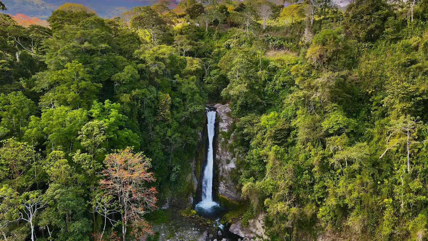 Una cascada en medio de un bosque.