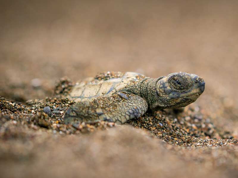 Una tortuguita gateando por la arena.