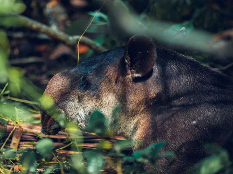 Primer plano de un pequeño animal en el bosque