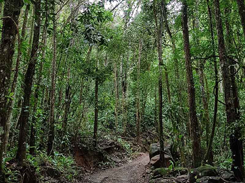 Un camino de tierra en medio de un bosque.