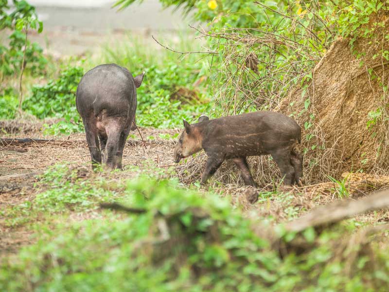 Un par de animales que están parados en la hierba.