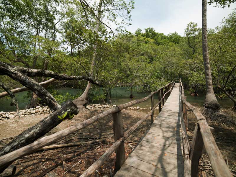 Un puente de madera sobre un río rodeado de árboles