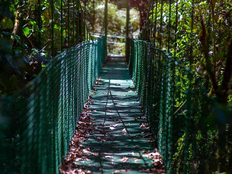 Una pasarela en medio de un frondoso bosque verde.