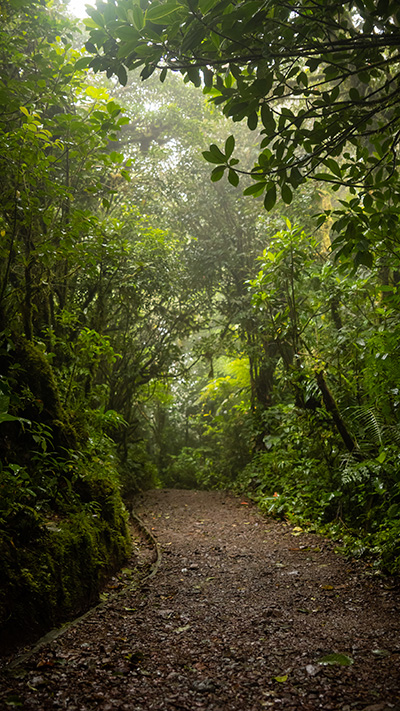 Un camino de tierra en medio de un frondoso bosque verde.