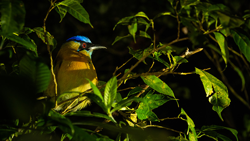 monteverde extremo