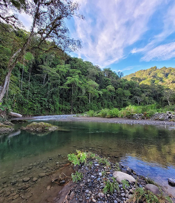 Un río que atraviesa un frondoso bosque verde.