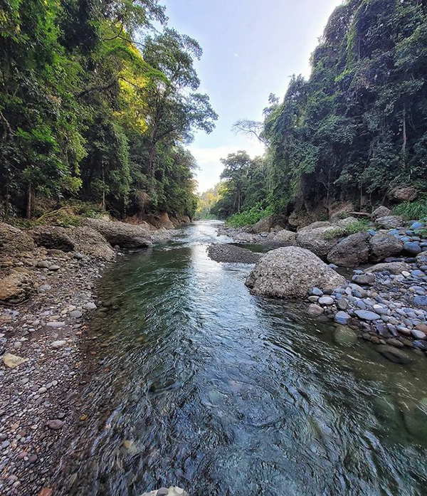 Un río que atraviesa un frondoso bosque verde.