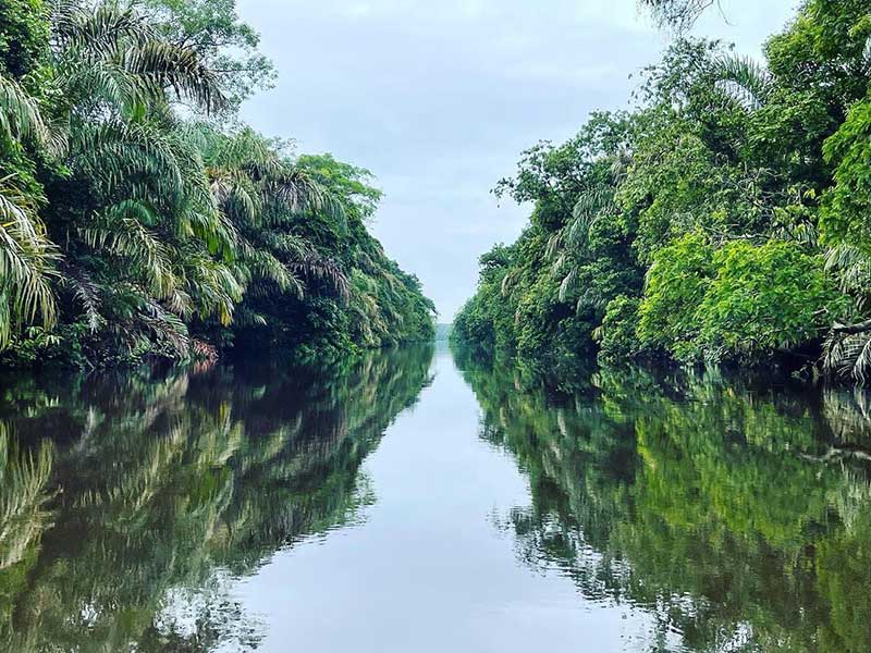 Un río estrecho rodeado de frondosos árboles verdes.