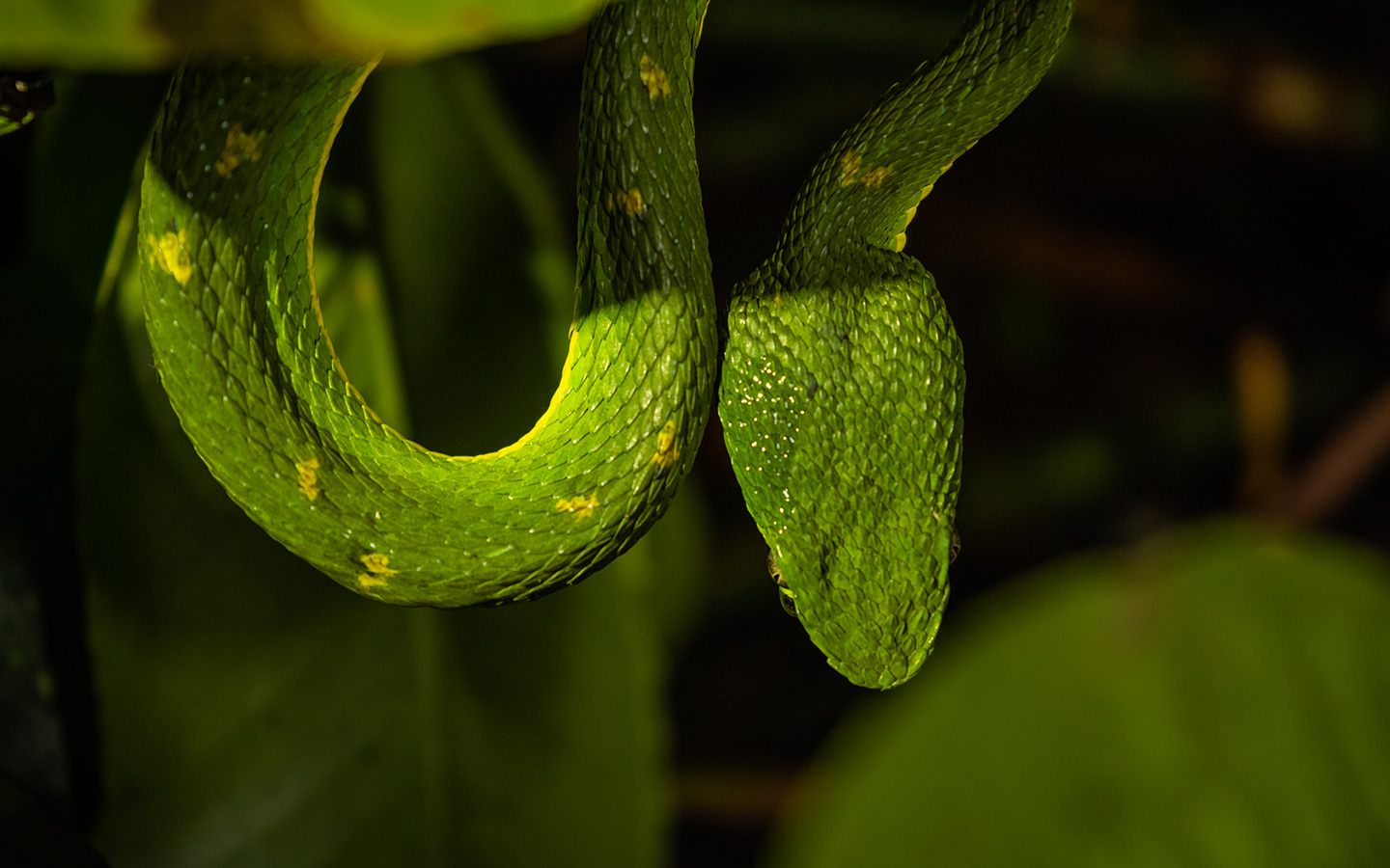 Reserva Biológica Bosque Nuboso de Monteverde 
