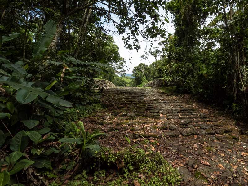 Un camino de tierra en medio de la selva.