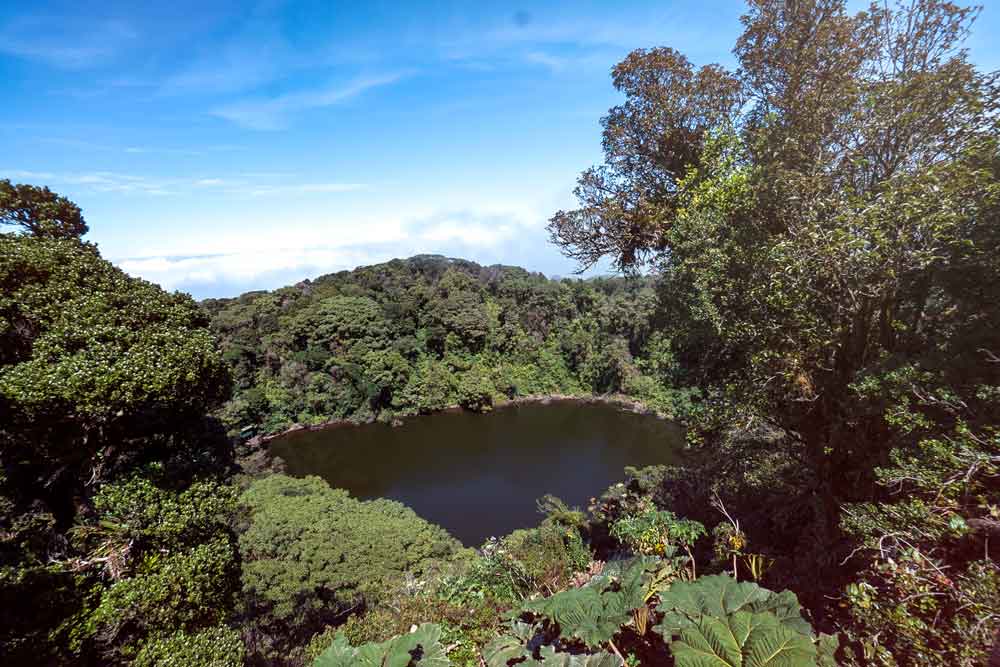 Vista aérea de un lago rodeado de árboles.