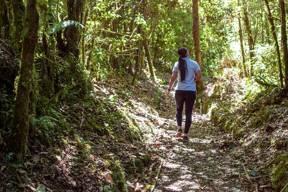 Una mujer camina por un frondoso bosque verde