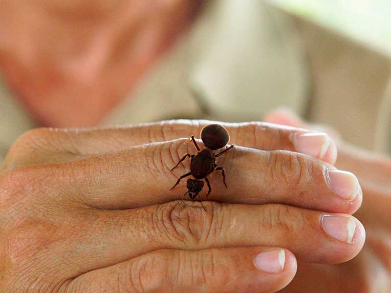 Primer plano de una persona sujetando un pequeño insecto.