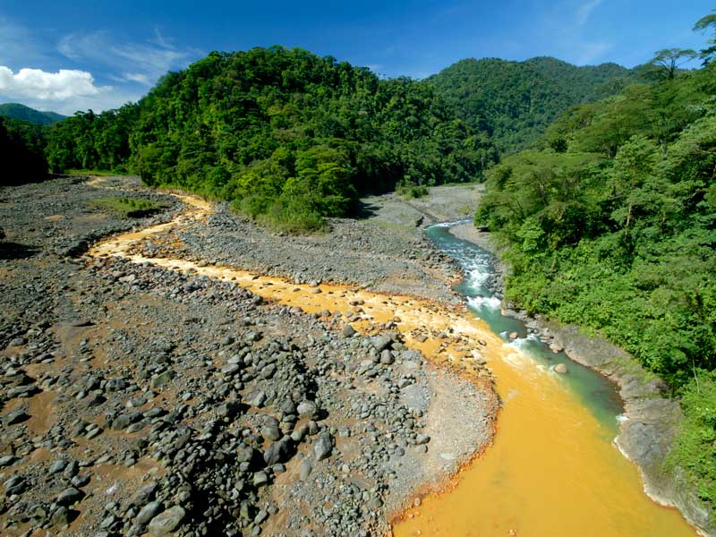 Un río que atraviesa un frondoso bosque verde.