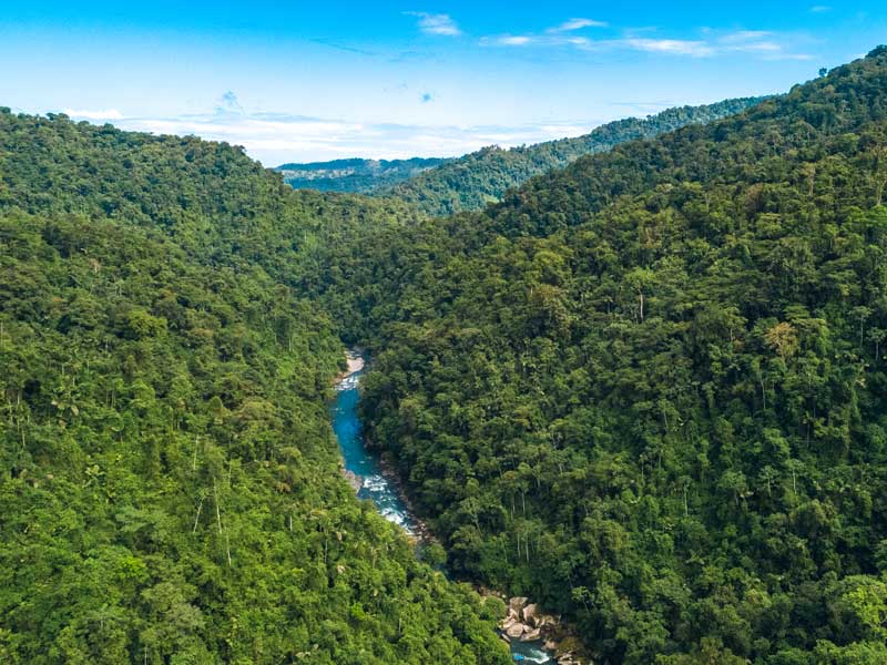Un río que atraviesa un frondoso bosque verde.