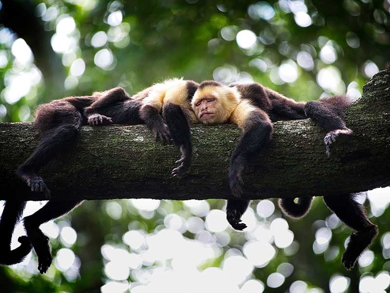 Un grupo de monos descansando en la rama de un árbol.