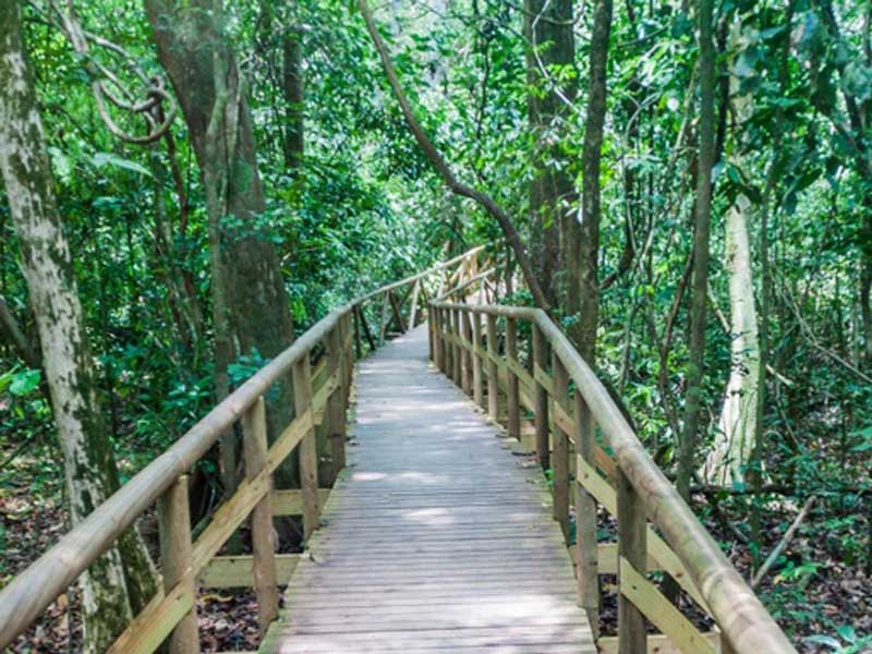 Una pasarela de madera en medio de un bosque.