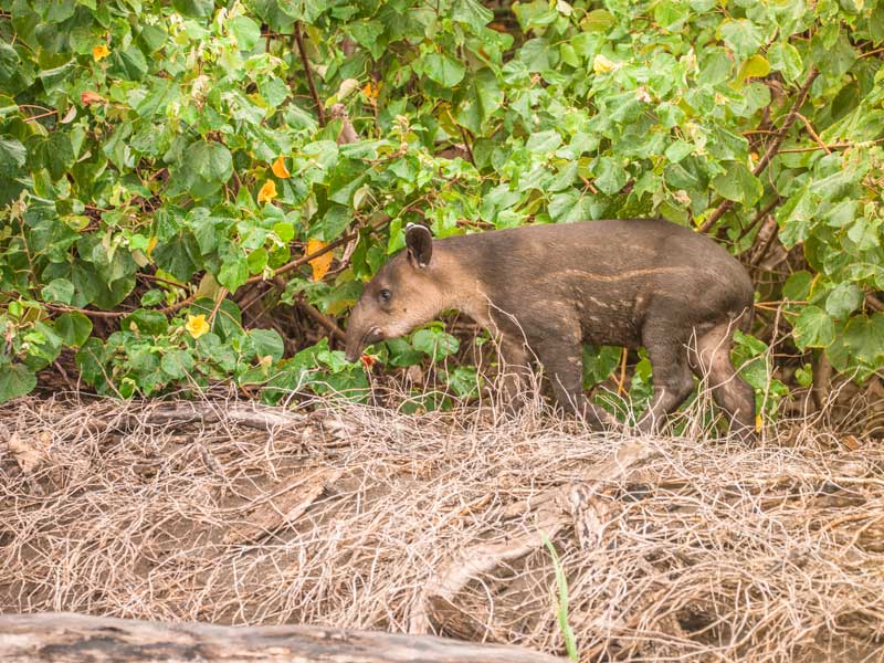 Un animal encima de un montón de hierba seca.