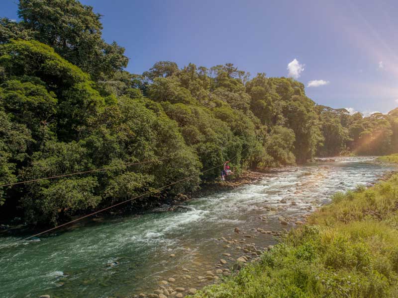 Un río que atraviesa un frondoso bosque verde. 