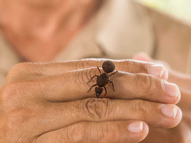 Primer plano de una persona sujetando un pequeño insecto.