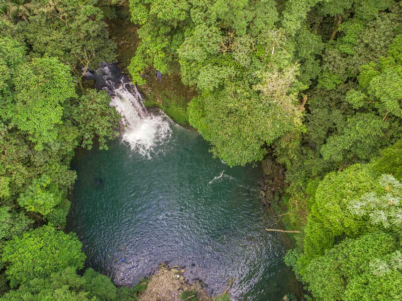 Un río que atraviesa un frondoso bosque verde.