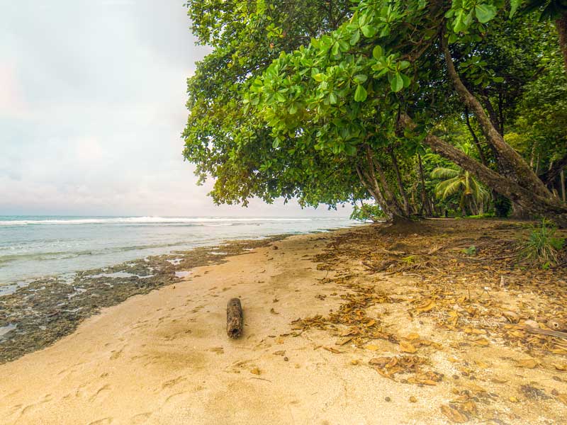 Una playa de arena con árboles y agua al fondo.