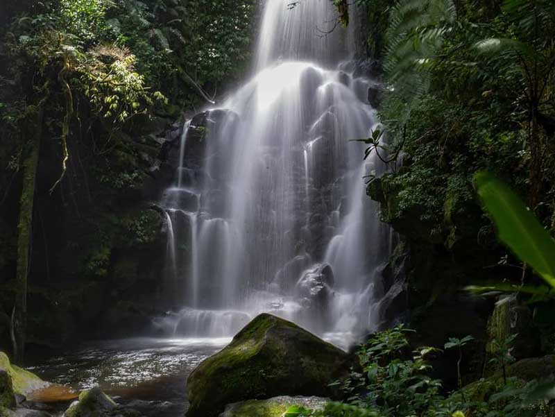 Una gran cascada en medio de un bosque.