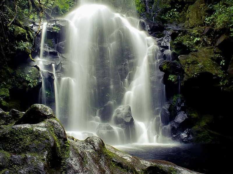 Una gran cascada en medio de un bosque.