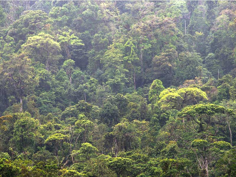 Un bosque lleno de árboles verdes.