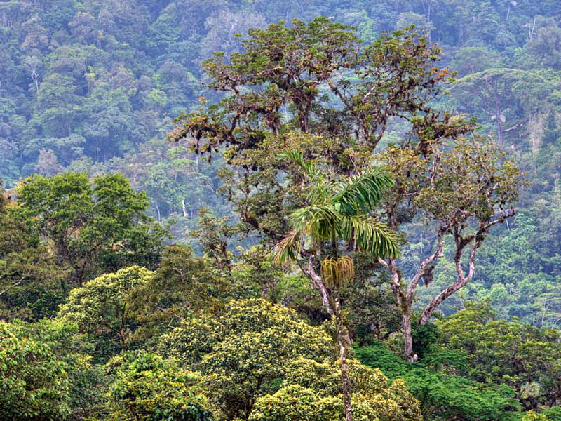Un frondoso bosque verde lleno de muchos árboles.