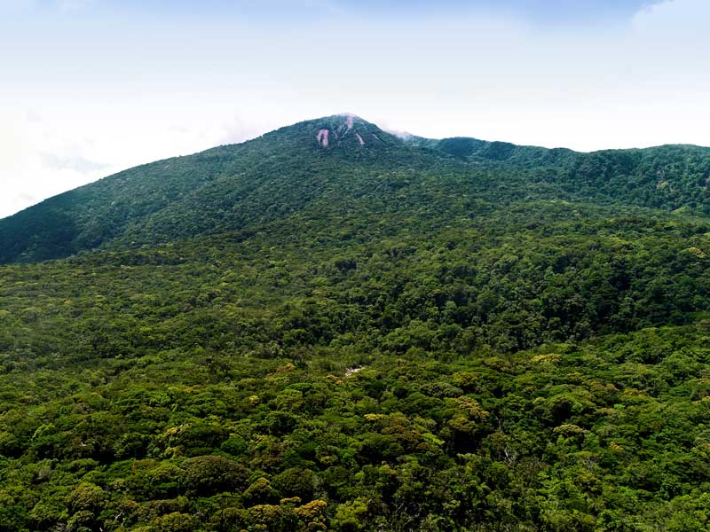 Una gran montaña verde cubierta de muchos árboles.