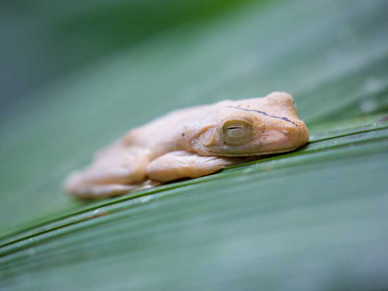 Primer plano de una rana sobre una hoja.