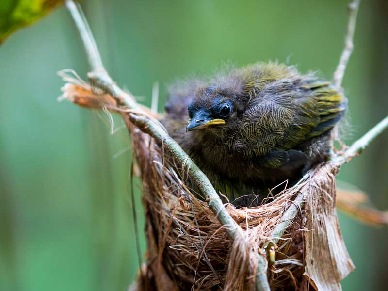 Un pequeño pájaro sentado en lo alto de la rama de un árbol.