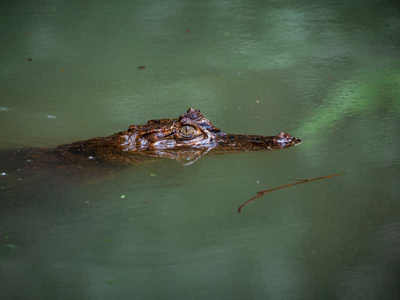 Un gran caimán flotando en una masa de agua.