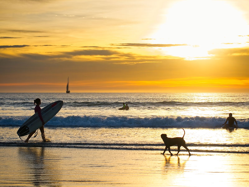 Una persona paseando a un perro en una playa con una tabla de surf.