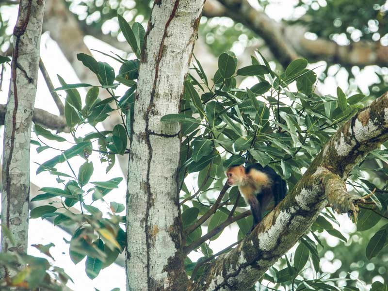 Un mono sentado en la rama de un árbol en un bosque.