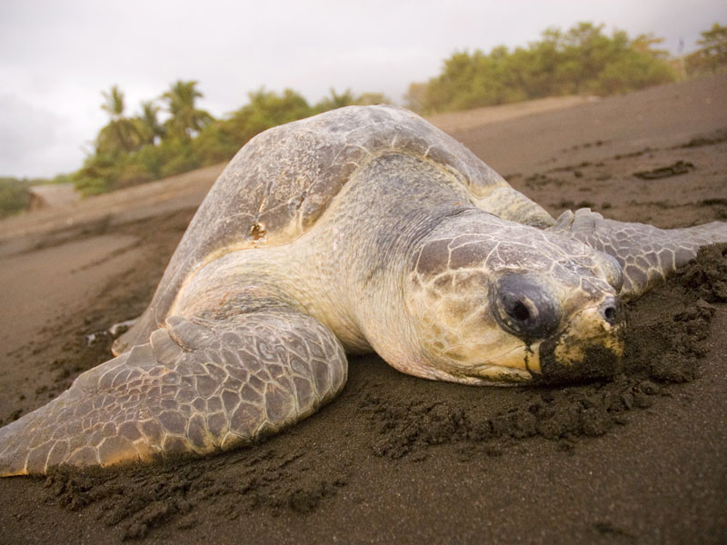 Una tortuga verde tumbada en la playa.