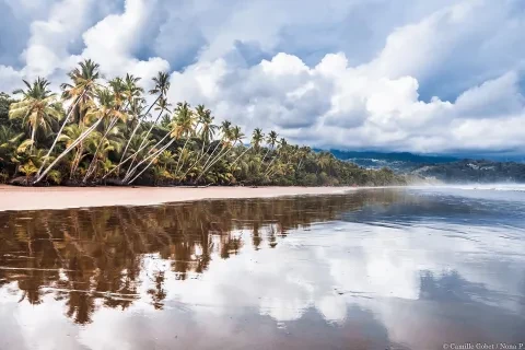 Palmeras
