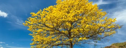 Árbol con hojas amarillas