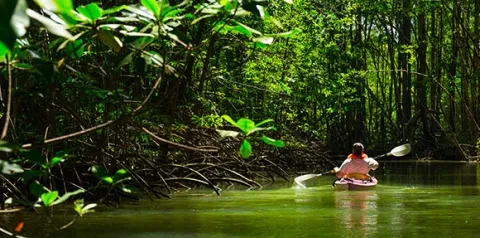 kayak en la selva 