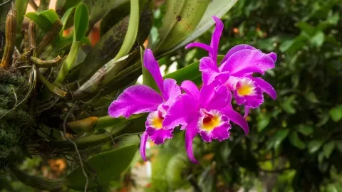 La Cattleya gaskelliana es una especie de orquídea del género Cattleya, perteneciente a la familia de las labiadas