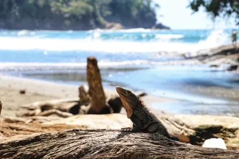 lagartos en la playa
