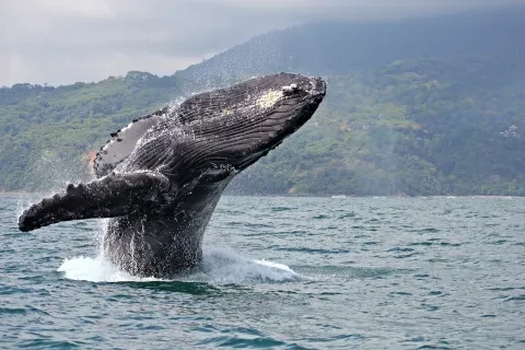 Ballena jorobada en _Parque Nacional Marino Ballena_, Costa Rica