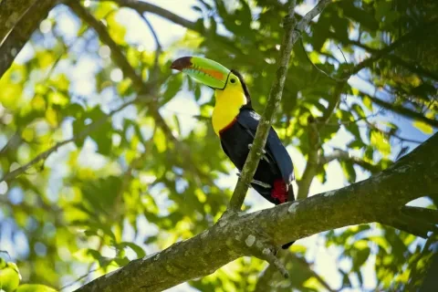 tucán en un árbol