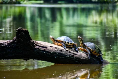 Tortugas en Tortuguero, Costa Rica