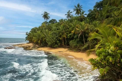 playa con árboles