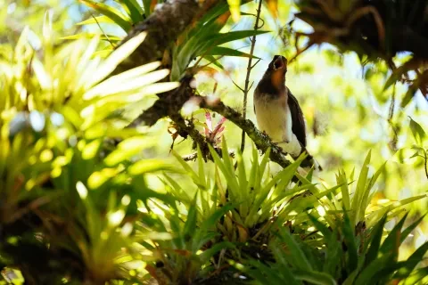 pájaro